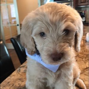 Meet your Posher, Alainna